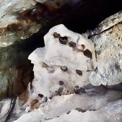 Fledermaus Wohnungen