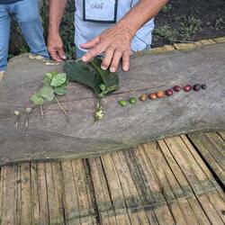 Coffee seedlings at progressive stages and unripe/ripe/overripe beans