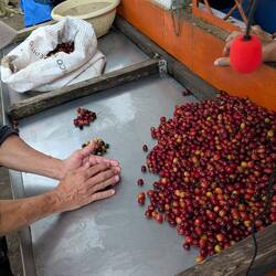 The ripe berries are split into 3 grades