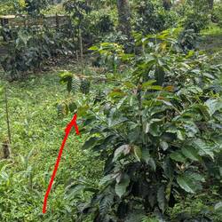 A coffee tree with beans on the wild