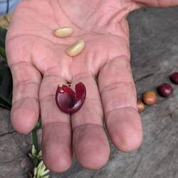 The bean inside the berry