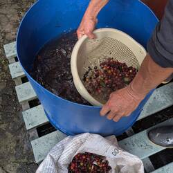 After picking, berries are dumped in water. Ripe ones sink -- unripe/overripe float & are removed