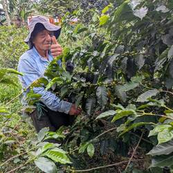 One of the finca's 15 pickers