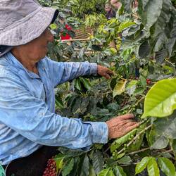 He will visit each tree every two weeks which allows the beans to ripen