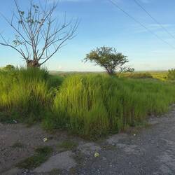 A viewpoint at Sam's village in the foothills above Nadi.