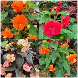Begonias in the Conservatory