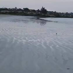 Looking for penguins.