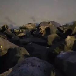 That is the sound of a 🐧