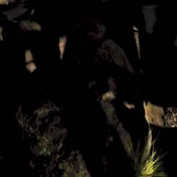 We were hoping the little penguin would come out.