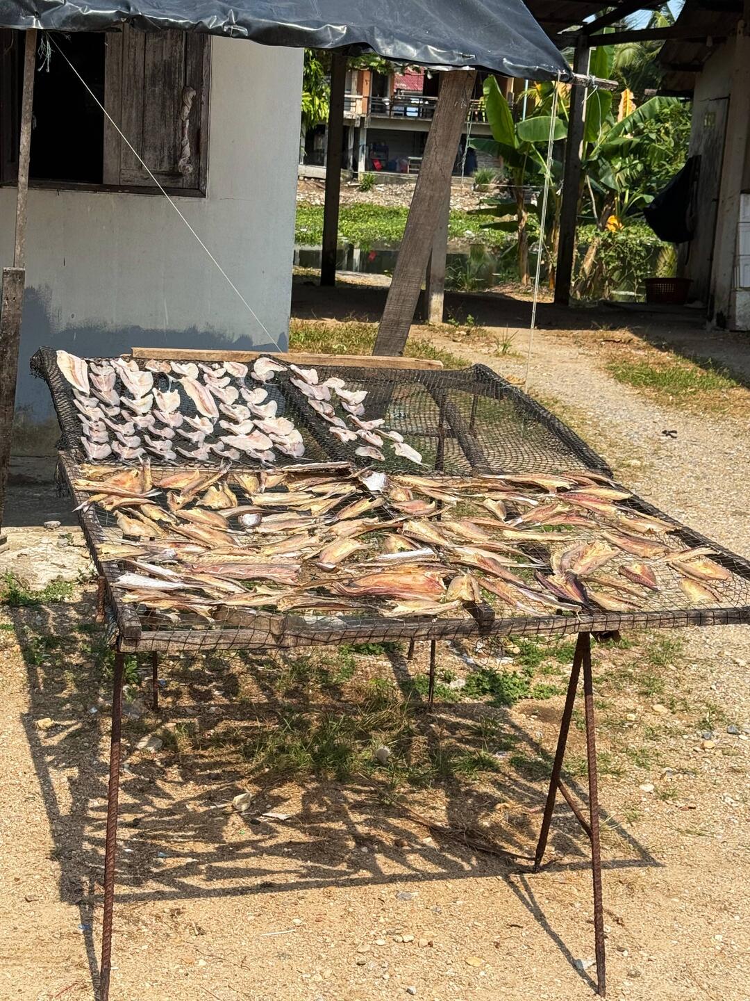 Fisch trocknen an der Luft
