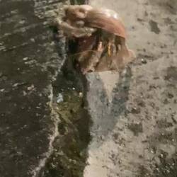 Das sieht aus wie ein Alien ist aber ein Einsiedlerkrebs 🙃🙂 ich musste es googlen 🙈😅