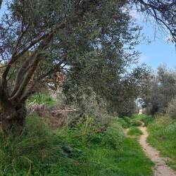 Pfad zwischen Olivenbäumen.