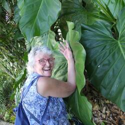Blätter, größer als Gabis Arm