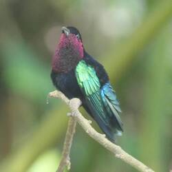 der Kolibri in seiner ganzen Farbenpracht