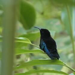 ... ein wundrschönes Tier !