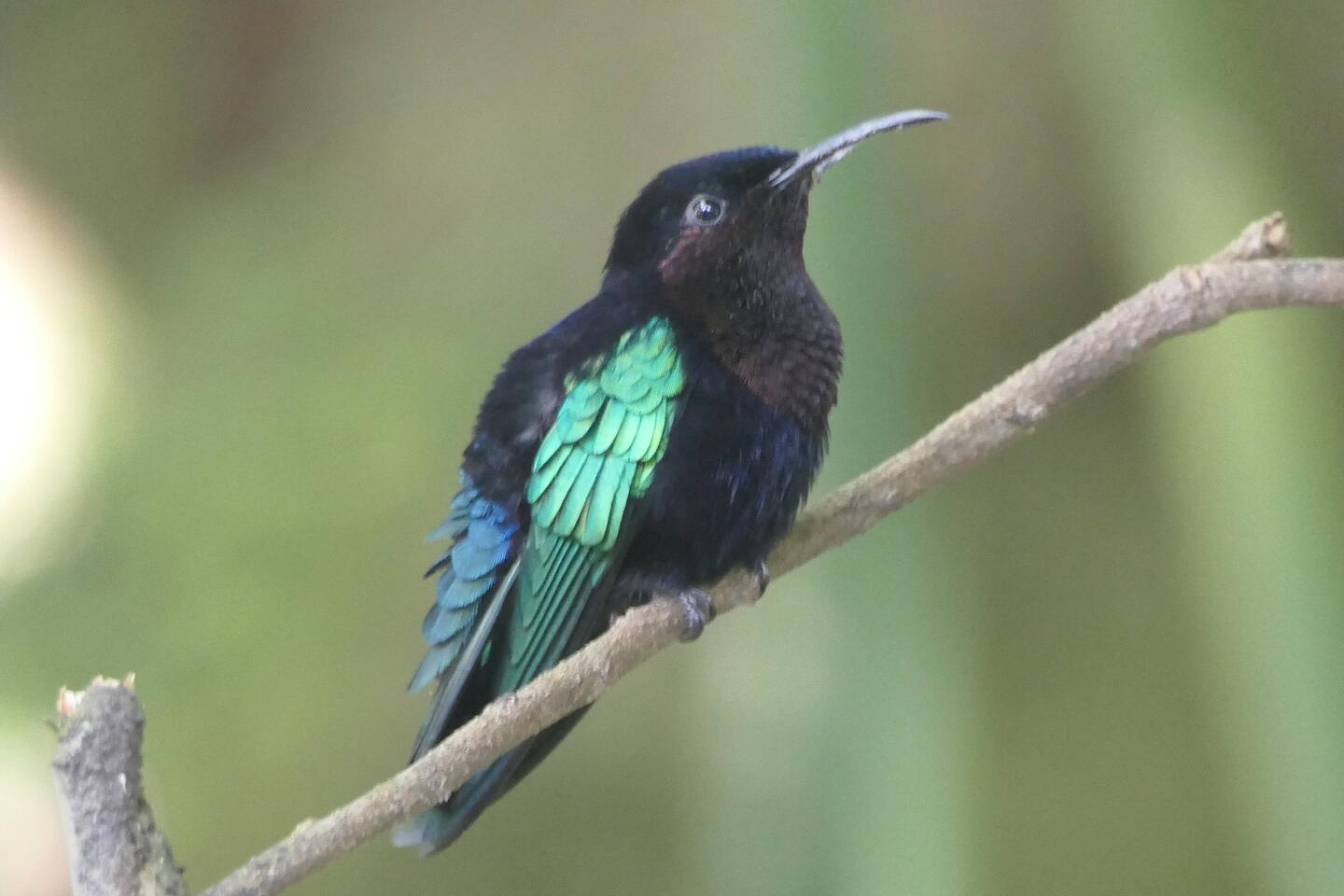 Unser erster Kolibri ! Gänsehaut Moment!!!