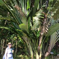 ... riesen Palmen...