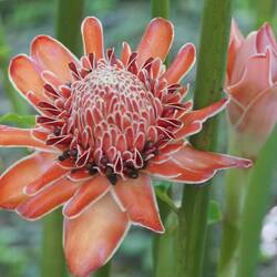 Wachsrosen - wunderschön!