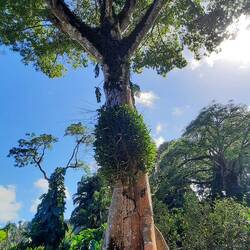 Wuderbare alte Bäume