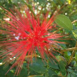 National Blume von Dominica Bwa Kwaib (Sabinea Carinalis)