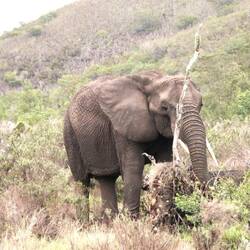 Afrikanischer Elefantenbulle