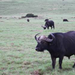 Wasserbüffelbulle