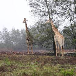 Nord-Giraffe kann 550kg bis 1200kg schwer werden