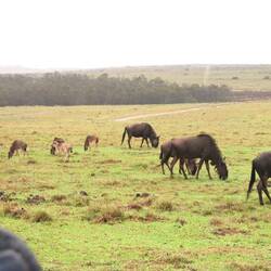 Blaues Gnu (Connochaetes taurinus)