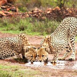 Gepardengeschwister beim verdienten Trunk an der Pfütze