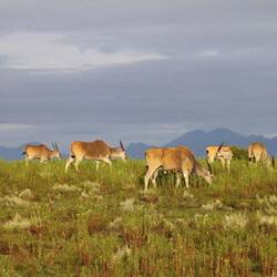 Herde Elenantilopen (Taurotragus oryx) im Abendlicht