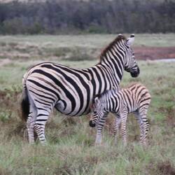 Steppenzebra mit Jungtier