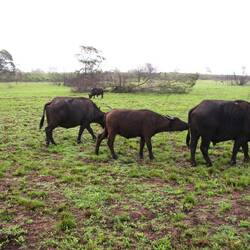 Wasserbüffel mit Jungtieren