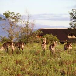 Wasserböcke (Kobus ellipsiprymnus)