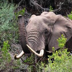 der grösste im Gondwana Game Reserve lebende Elefant !