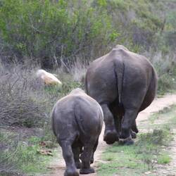 Auf der Game-Fahrt kann es immer wieder passieren, dass Wildtiere die Strasse nutzen, SafariTraffic