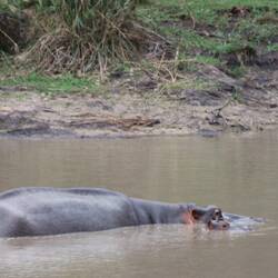 Flusspferd Hippo Mami mit Jungtier
