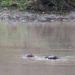 Flusspferd Hippo Mami mit Jungtier