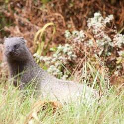 The Cape grey mongoose / grauer Cap Mungo