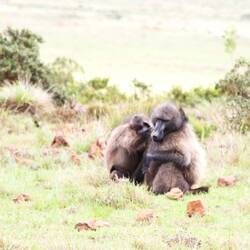 Kaapse bobbejaan Cap Paviane