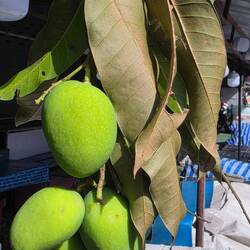 Junge Mango - super sauer