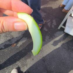 ...hier nochmal junge Mango, aufgeschnitten zum probieren