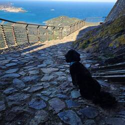 Robin čaka gospodarja... in trpi, ker ne sme za njim...