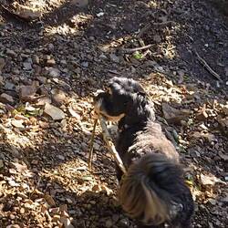 Robinu pa ni dovolj samo hoja... on pripravlja drva za zimo...