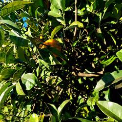 ... mandarine na poti...