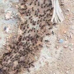 Des termites 🫣 (Greg voulait commencer son repas ici !🤪)