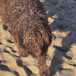 Morgen ist Schluß mit den nassen, sandigen Zotteln