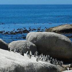 bei der Pinguinkolonie