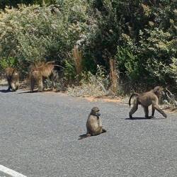 Paviane belagern die Strasse