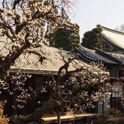 Edo Castle buildings