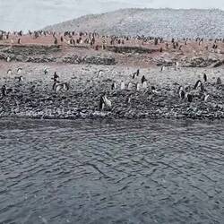 Caracara Fighting Over Food